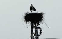 İdilin leylekleri bu sene çok mutlu