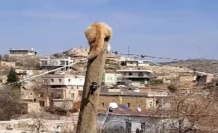 Köpekten kaçan kedi direkte mahsur kaldı