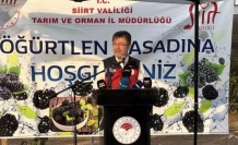 Böğürtlen hasadı başladı