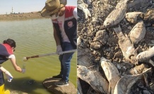 Balıkların ölümüne inceleme başlatıldı