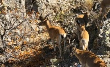 Yaban Keçilerin sayısının artması sevindirici