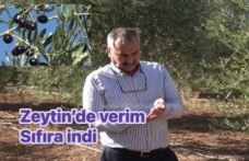 Zeytin Bahçesinden sıfır verim