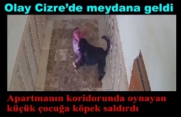 Cizre'de apartmanın koridorunda oynayan küçük çocuğa köpek saldırdı