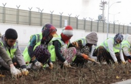 Kavşaklara 39 bin gül dikilecek