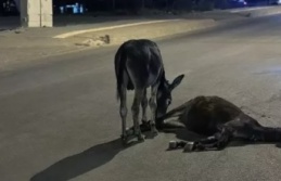 Otomobilin çarptığı eşek öldü yavrusu başından ayrılmadı