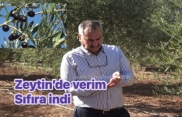 Zeytin Bahçesinden sıfır verim