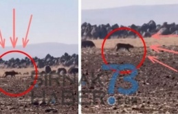 İdil’de Anadolu Parsı görüldü