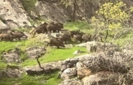 İdil’de Yaban Domuzu sürüsü cep telefonuna yansıdı