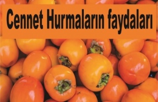 Cennet hurmasının faydaları