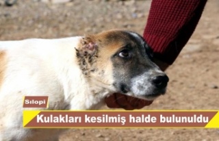 Kulakları kesilmiş köpeğe tepki