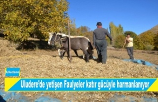 Uludere'de yetişen fasulyeler katır gücüyle...