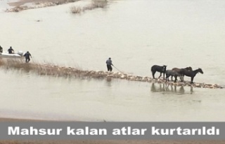 Cizre ilçesinde Dicle Nehri'nde mahsur kalan...