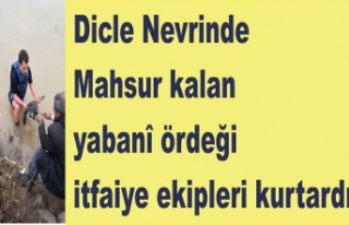 Nehirde ayağına ip dolan Ördek itfaiye tarafından...