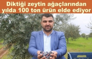 Diktiği zeytin ağaçlarından yılda 100 ton ürün...