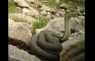 Dev yılan Güneydoğuda görüntülendi
