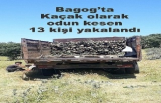 Bagog dağında kaçak olarak odun kesen 13 kişi...