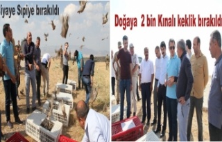 İdil’de doğaya 2 bin kınalı keklik bırakıldı