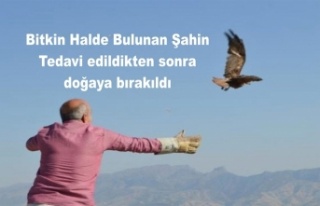 Bitkin halde bulunan kızıl şahinler tedavi edildi