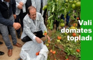 Vali Serayı ziyaret etti domates topladı