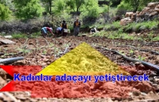 Kadınlar adaçayı yetiştirecek