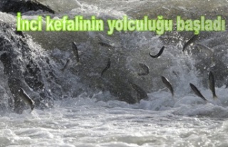 İnci kefalinin yolculuğu başladı