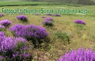 Fotoğraf tutkunları Şırnak yaylalarına koştu