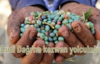 Cudi Dağı’na kezwan yolculuğu