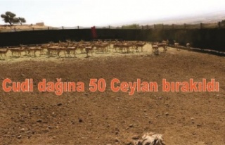 Cudi dağına 50 Ceylan bırakıldı