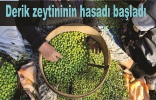 Derik zeytininin hasadı başladı