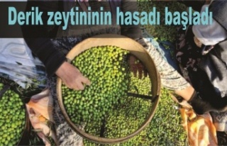 Derik zeytininin hasadı başladı