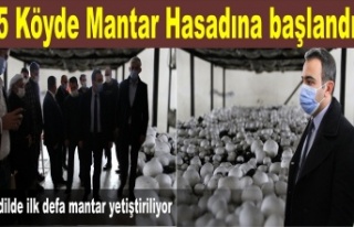 5 Köyde Mantar hasadına başlandı