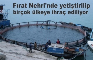 Fırat Nehri'nde yetiştirilip birçok ülkeye...