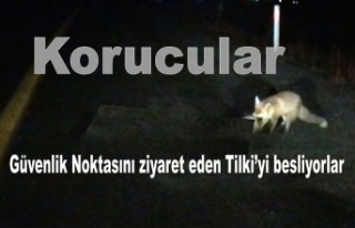 Korucular Güvenlik noktasına gelen Tilkiyi besliyorlar