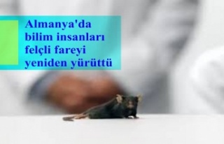 Almanya'da bilim insanları felçli fareyi yeniden...