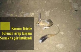 Kırmızı listede bulunan Arap tavşanı Şırnak'ta...