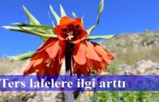 Ters lalelere ilgi arttı