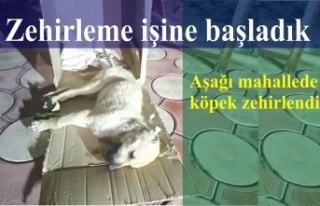 Yavru köpeği zehirlediler