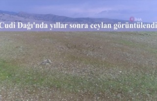 Cudi Dağı'nda yıllar sonra ceylan görüntülendi