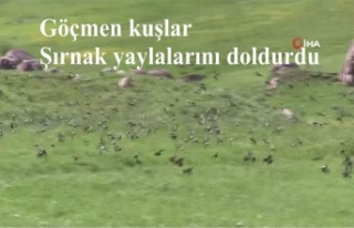 Göçmen kuşlar Şırnak yaylalarını doldurdu