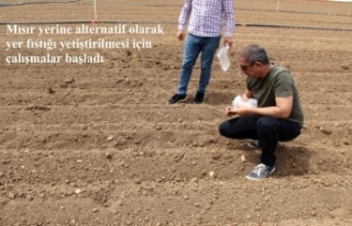 Mısır yerine alternatif olarak yer fıstığı yetiştirilmesi...