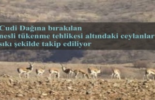 Cudi Dağına bırakılan Ceylanlar sıkı şekilde...