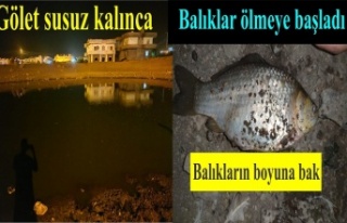 Balıklar telef oldu