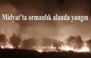 Midyat'ta ormanlık alanda yangın