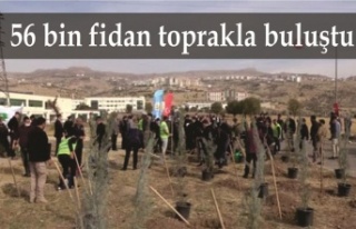 56 bin fidan toprakla buluştu