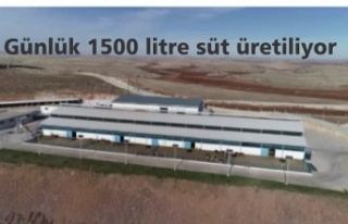 Devlet desteğiyle kurulan çiftlikte günlük 1500...