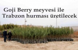 Goji Berry meyvesi ile Trabzon hurması üretilecek
