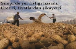 Silopi’de yer fıstığı hasadı: Üretici, fiyatlardan...