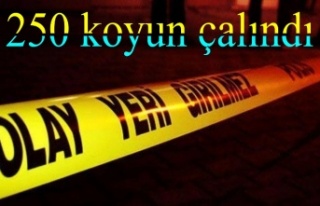 250 koyun çalındı