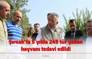 Şırnak'ta 5 yılda 249 tür yaban hayvanı...