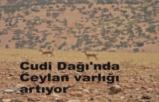 Cudi Dağı'nda ceylan varlığı artıyor